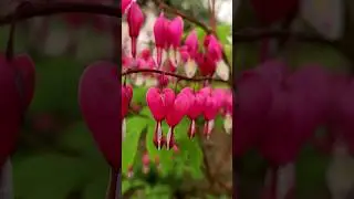 Beautiful Spring Flowers - Relaxing Nature Ambience