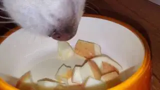 ASMR - Dog Eating Apple Slices From A Bowl - English Cream Golden Retriever Munching & Crunching