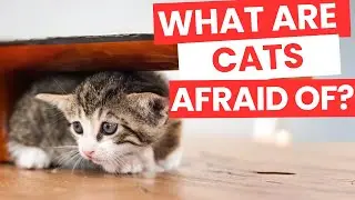 What Are Cats Afraid Of? 10 Hidden Fears of Your Pet!