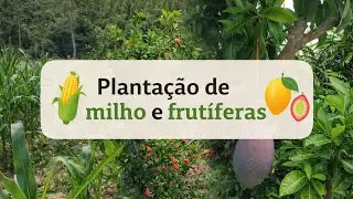 Mostrando plantação de #frutas, milho feijão etc...