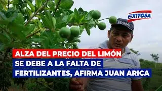 🔴🔵Alza del precio del lim&oacute;n se debe a la falta de fertilizantes, afirma Juan Arica