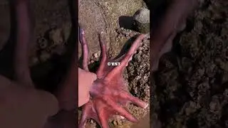la fois o&ugrave; j&rsquo;ai crois&eacute; une pieuvre qui avait l&rsquo;air d&rsquo;&ecirc;tre dans un mauvais &eacute;tat #pieuvre #storytime