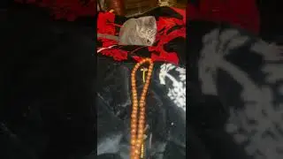 #disturbed my mom in her prayer🤩#cat #trending #short