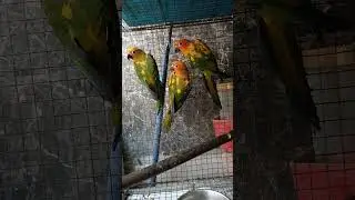suncanure pathey