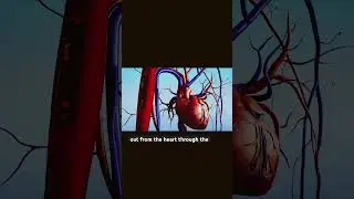 🫀 Your heart never stops. But how does it keep you alive? Watch and find out! #heartchallenge