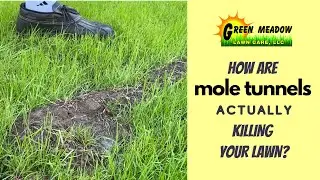 Mole Tunnel Damage - How Moles Kill Grass