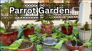 Look ! How Indian Ringneck Parrots Making A Amazing Parrot Garden on My Terrace 