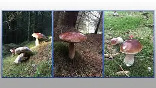 TOADSTOOLS IN DESKFORD WOODS, BANFFSHIRE, SCOTLAND IN AUGUST 2021