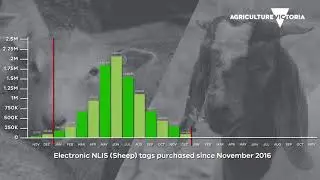 Electronic NLIS Sheep  tag sales