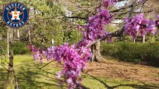 Japanese Garden Hermann Park - Houston