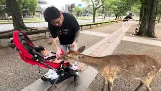 Luna Nara Park Japan