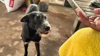 #fnfunnydogs #funny #dog #puppy Baby Play Fight with lovely family # 33 Happy of Funny Videos 2025