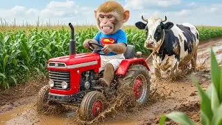 Monkey Zuky Rice Harvest Turns CHAOTIC as Milk Cow Get Trapped&hellip;His Smart Rescue Will STUN You!
