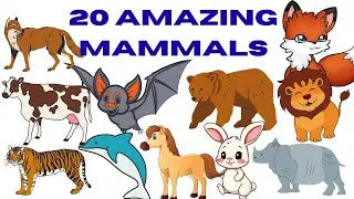 स्तनधारी जानवरों के नाम | Mammal Animals Name in Hindi | Animals for Kids Mammal Animals Name