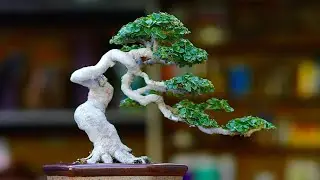 Kumpulan inspirasi Bonsai berbatang meliuk liuk