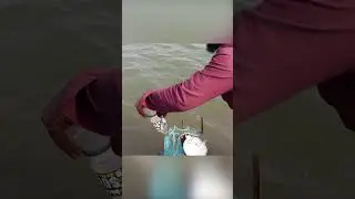 Unbelievable Mullet Fishing Hack: Bottle Trap & Maida Flour Trick!