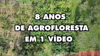 TUDO que você precisa saber sobre AGROFLORESTA ! Agricultura Sintropica 