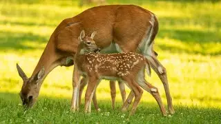 Deer and Longing for God