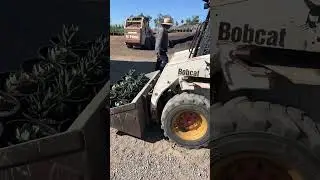 How we load 5g agave only a semi truck #reels #fyp #agave #bobcat #machine #farminglife