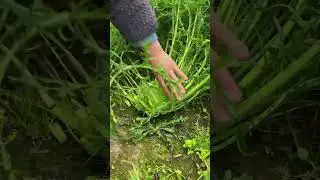 Episode 1: Pickled mustard greens and sauerkraut can grow back after being harvested #Yueyuefields