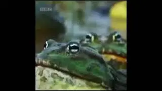 frogs #shorts #memes