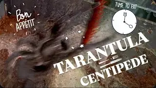 I fed my TARANTULA a CENTIPEDE!!! Will she be OK??