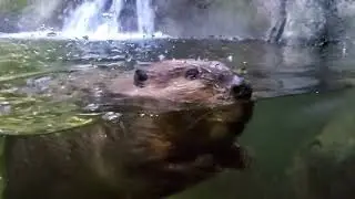 Beaver Swimming At Oregon Zoo 12 3 2021