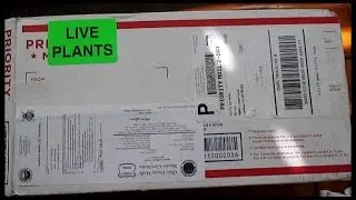 Exciting New Plant Additions | Mail Order Plants | 2016 | Feijoas aka Pineapple Guava or Guavasteen