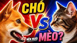 N&ecirc;n nu&ocirc;i ch&oacute; hay m&egrave;o th&igrave; tốt hơn? - Pet Corner