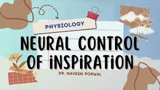 Neural Control of Inspiration | Respiratory Physiology Simplified