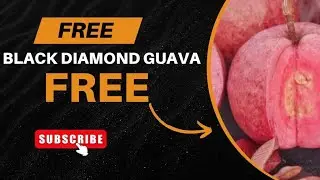 Dhamaka Offer Black Diamond Guava Plant Free.....