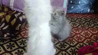 kitty cat vlogs Please subscribe to my channel #trending #animalloverworld