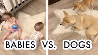 Babies and Dogs - Do They Get Along?! /// McHusbands