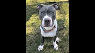Adopt Toby at Best Friend Dog and Animal Adoption Inc  Mar  18, 2020