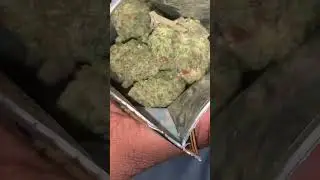 Papaya punch light from THCA Kings def some pressure for the right price🔥🔥