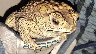 | Dutta ! Predator | Asian common toad | Amphibia | melanostictus |   #frog #frogs #viral