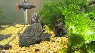 Redtail Shark, Rainbow Shark infestation Week3. Are they still alive?
