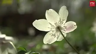Even een ommetje door Natuurschoon | Natuurnieuws
