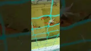 fish pond 😍🐠#aquarium #like #subscribe #goldfish #shorts #viral #guppyfish #support #youtubeshorts