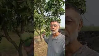 Story behind Alphonso mango's high price