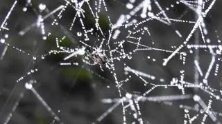 🐝 Tangle-web Spider - Family Theridiidae - Real Japan Monsters