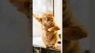 a smart cat dancing so perfectly #shorts #catdancing #smartcats