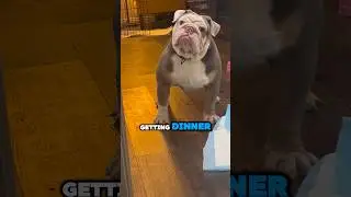Bulldog with attitude🤣 #viralvideo #funny #viralvideo #viralshort #viralshorts #dog