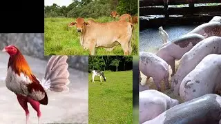 Que es m&aacute;s rentable la crianza gallos, ganader&iacute;a y cerdos #granja #videos #pig #chicken #gallinas #