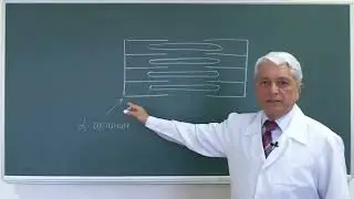 13:20-14:50 Биохимия мышечной ткани
