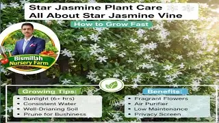 Star Jasmine Plant Care 🌼 | All About Star Jasmine Vine | How to Grow Fast