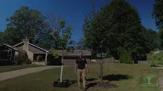 Growth Comparison: Fall Fiesta Sugar Maple vs One-Year Older Tree