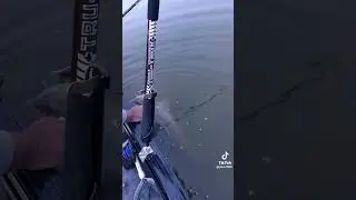 Releasing 51 pound catfish caught last night