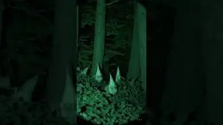Gnomes Caught on Camera? 