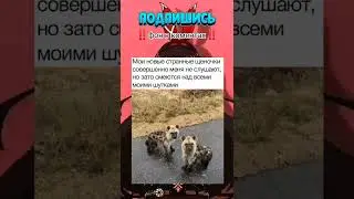 мем #399 #shorts #short #мемы #мем